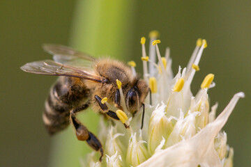 Close-up of a bee on a flower collecting pollen for nectar production