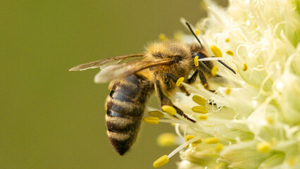 Close-up of a bee on a flower collecting pollen for nectar production