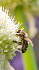 Close-up of a bee on a flower collecting pollen for nectar production