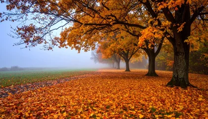 Fotobehang mystical foggy landscape in autumn © Stefan Schurr