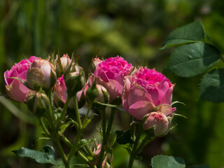 Sun-kissed Pink Rose Buds and Opening Blooms in a Garden