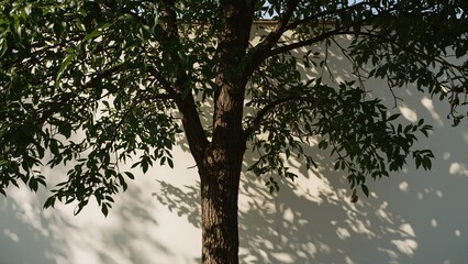 Fototapeta premium A sturdy tree casts intricate shadows against a white wall, showcasing its lush green leaves and rustic bark texture.