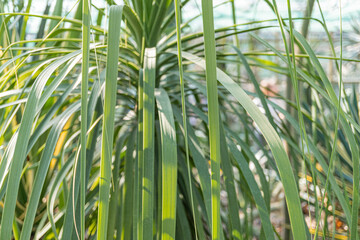 High-resolution close-up of lush green tropical leaves, showcasing a bokeh effect against a blurred...