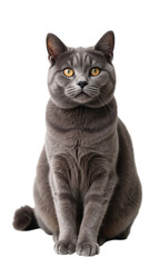 Fototapeta premium Realistic gray cat with striking yellow eyes sits upright, showcasing its sleek fur and attentive expression. This feline exudes confidence