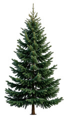Fototapeta premium Lush evergreen tree with dense foliage, perfect for holiday decorations and outdoor landscaping. Its vibrant green color adds festive touch