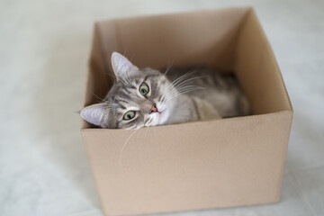 An adorable mackerel tabby cat relaxes inside a cardboard box at home