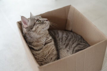 Funny cat in cardboard box at home