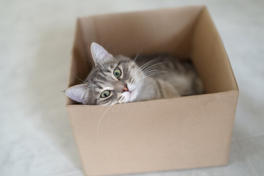 An adorable mackerel tabby cat relaxes inside a cardboard box at home