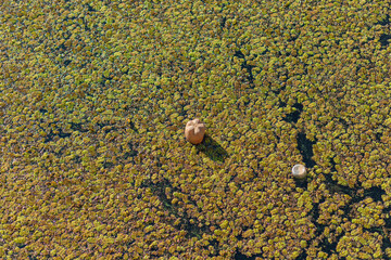 Image showcases a tranquil nature scene with lily pads, aquatic vegetation, and two pebbles in a...