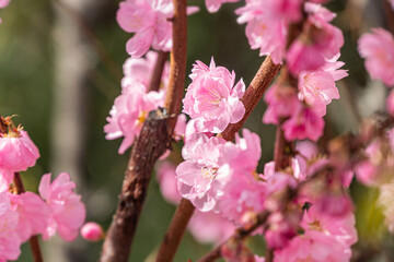 Close-up view of pink blossoms on a tree branch, vibrant petals against green leaves and brown...