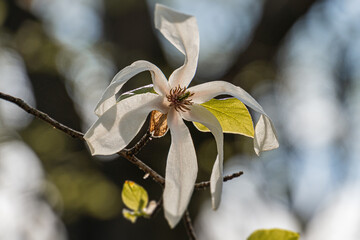Close-up of a blooming white dogwood flower with stamens, surrounded by tightly closed buds green,...