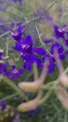 Delicate Wildflowers in Violet Tones