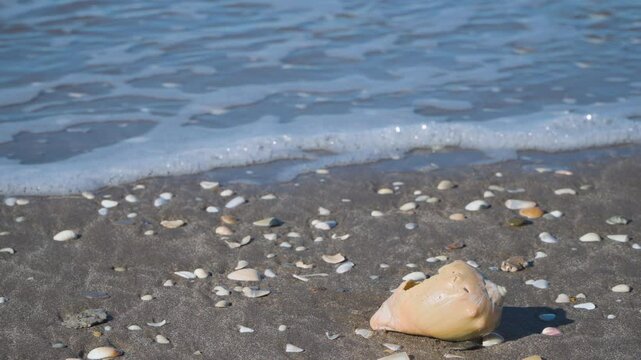 Un caracol en la playa de pinamar