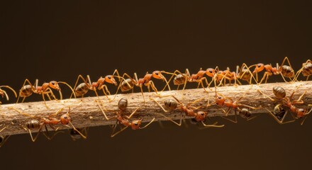 Close-up of a line of ants marching along a twig in a dark background