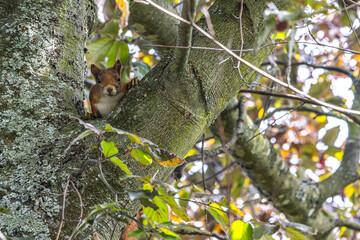 Squirrel with sunflower seed in its mouth, beech tree, garden