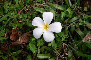 frangipani plumeria flower
