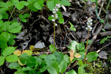 Round leaved wintergreen Pyrola rotundifolia