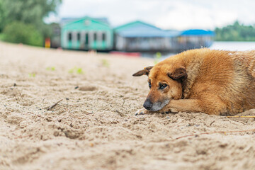 A mixed breed dog rests on a wet sandy beach near a green-roofed structure Its ear has a marker The scene suggests peace and tranquility