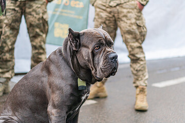 A military dog Cane Corso in a outdoor setting, possibly on duty, with three soldiers standing nearby The dog is dark-furred and alert, the scene lit by soft overcast daylight