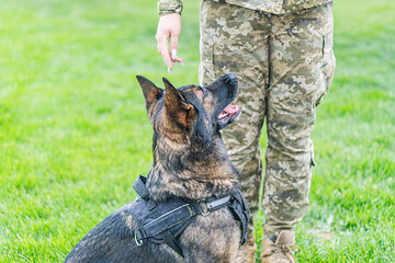 Outdoor scene featuring German Shepherd in harness, possibly for search and rescue or military operations Person partially visible in camouflage uniform extends arm towards dog, hinting at affection