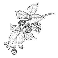 Botanical illustration of a blackberry branch. Vector hand drawn line art of this beautiful sweet fruit plant isolated on white background. Highly detailed illustration for online and print