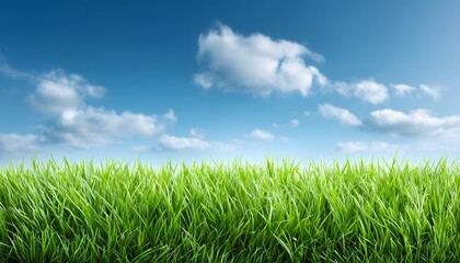 Obraz premium Green grass and blue sky background. Copy space
