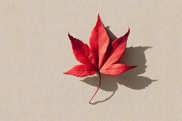 Autumn maple leaf on flat background. Autumn season