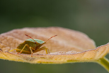 Common green shieldbug (Palomena prasina)