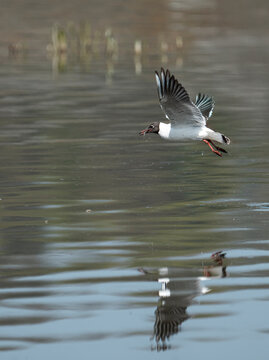 Black Headed Gull (Chroicocephalus ribidundus) taking off from a lake having caught a fish