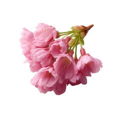 A beautiful cluster of delicate pink cherry blossom flowers, isolated on a white background, showcasing the intricate petals and vibrant color, perfect for spring-themed designs.