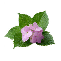 A beautiful cluster of pink hydrangea flowers surrounded by vibrant green leaves, showcasing its delicate petals against a white background.