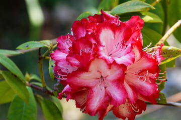 見事に咲いたシャクナゲの花