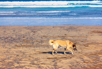 Naklejka premium Dog walks along a sandy beach, evoking a sense of calm solitude. Lonely dog walks along the sea coast, the waves gently lapping in the background