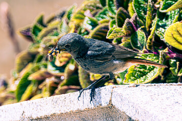 sparrow on a branch