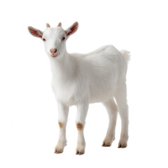 Obraz premium Cute white goat with playful expression, standing against a white isolated background.