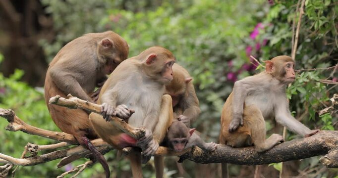 Macaques in nature. Macaques constitute a genus (Macaca) of gregarious monkeys. Macaques are found in a variety of habitats throughout the Asian continent and are highly adaptable.