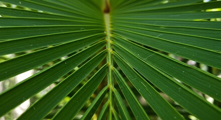 Obraz premium Close-up of a Vibrant Green Palm Leaf With Clear Visible Veins and Natural Texture