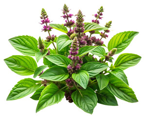 Lush Green Holy Basil Plant Vibrant Purple Flowers Detailed Close Up Shot A I Generated Image isolated on a transparent background