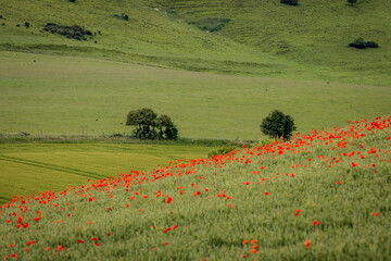 A South Downs landscape with poppies in a wheat field in the foreground