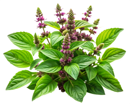 Lush Green Holy Basil Plant Vibrant Purple Flowers Detailed Close Up Shot A I Generated Image isolated on a transparent background