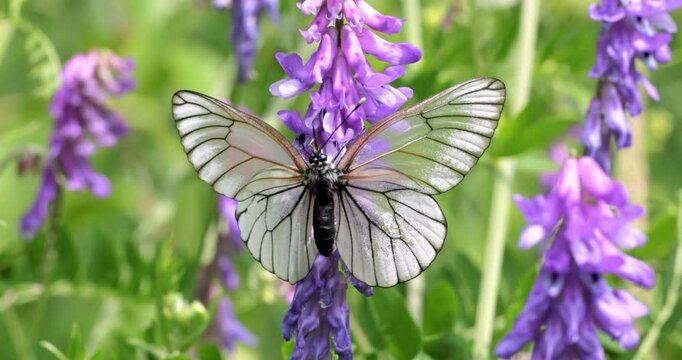 Mating of butterflies. Butterfly Aporia crataegi, the black-veined white, is a large butterfly of the family Pieridae.