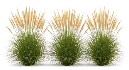 Three lush ornamental grass plants with seed heads