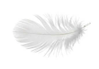 Close up of a single white feather isolated on white background