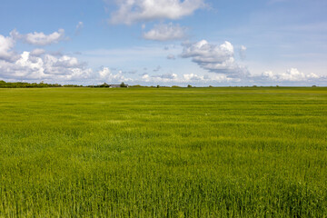 Mors, Denmark Lush and green wheat fields and sky. © Alexander