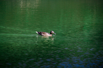 A mallard duck swims across the lake