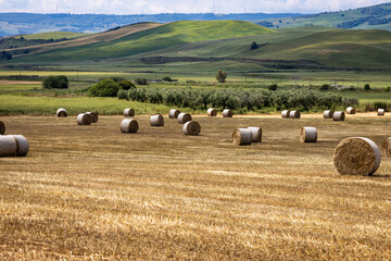 Several bales of grass in a field.
