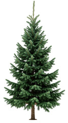 Fototapeta premium Tall evergreen tree with lush green foliage and sturdy trunk, perfect for holiday decorations and outdoor settings