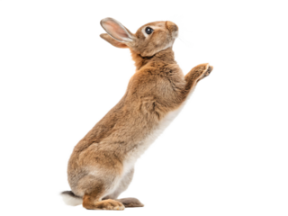 Brown rabbit standing on its hind legs isolated on transparent background