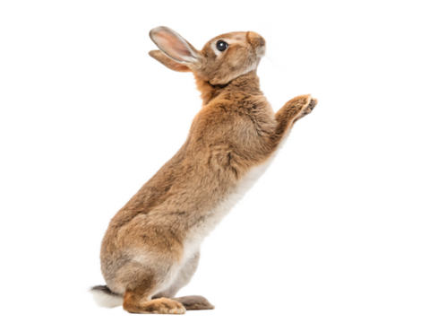 Brown rabbit standing on its hind legs isolated on transparent background