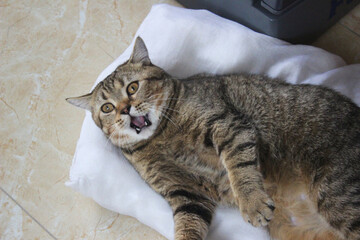 Tabby cat lying sideways with startled face